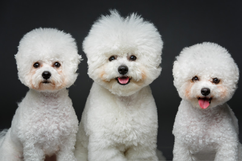 three beautiful bichon frisee dogs sitting over black background. copy space.