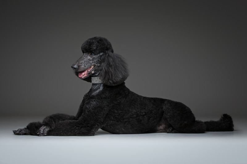 beautiful adult black poodle dog. Studio shot on grey background. Copy space.