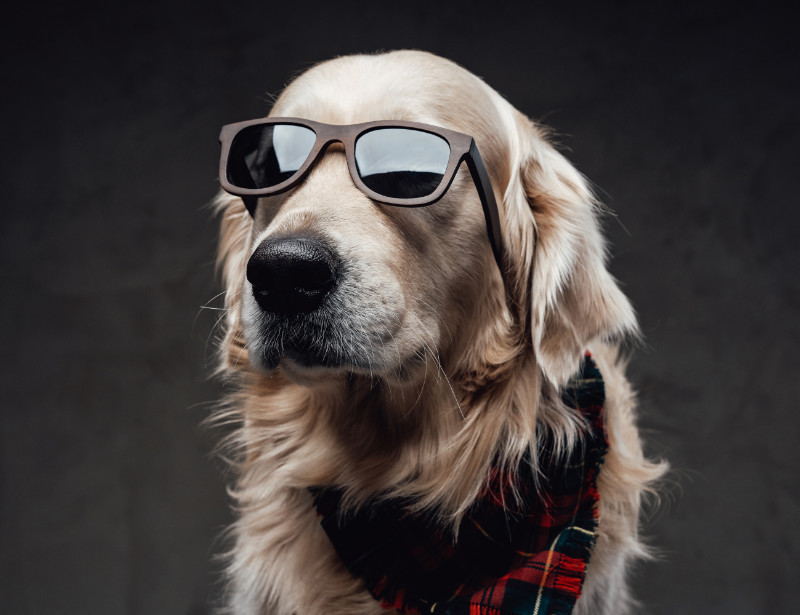 Fashionable and beautiful dog concept. Stylish scottish dog golden retriever breeds with sunglasses in dark background.