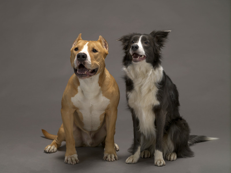 Two dogs, friends, a border collie, black and white and the Staffordshire Terrier, red and white on a gray background, studio light
